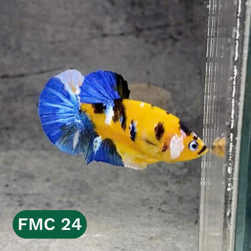 Multicolor Female Betta Fish | You Pick Fish  | High Grade