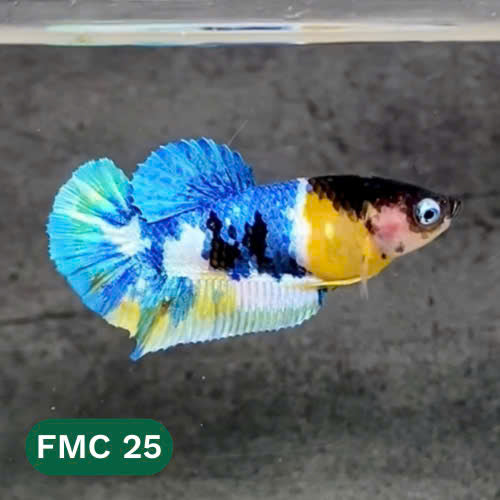 Multicolor Female Betta Fish | You Pick Fish  | High Grade