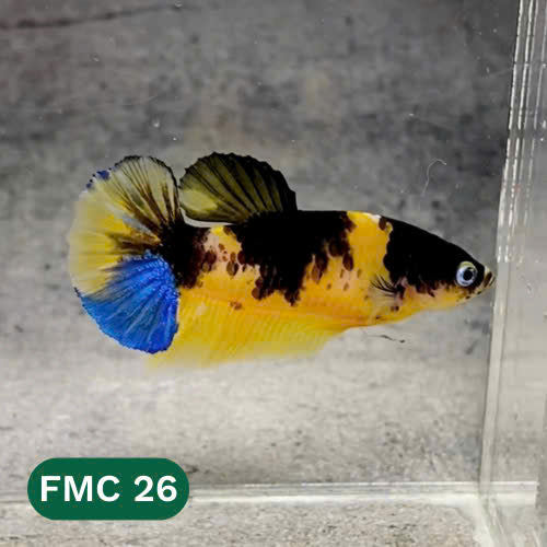 Multicolor Female Betta Fish | You Pick Fish  | High Grade