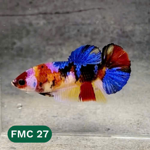 Multicolor Female Betta Fish | You Pick Fish  | High Grade