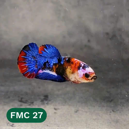 Multicolor Female Betta Fish | You Pick Fish | High Grade