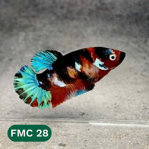 Multicolor Female Betta Fish | You Pick Fish  | High Grade