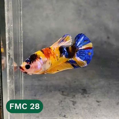 Multicolor Female Betta Fish | You Pick Fish | High Grade