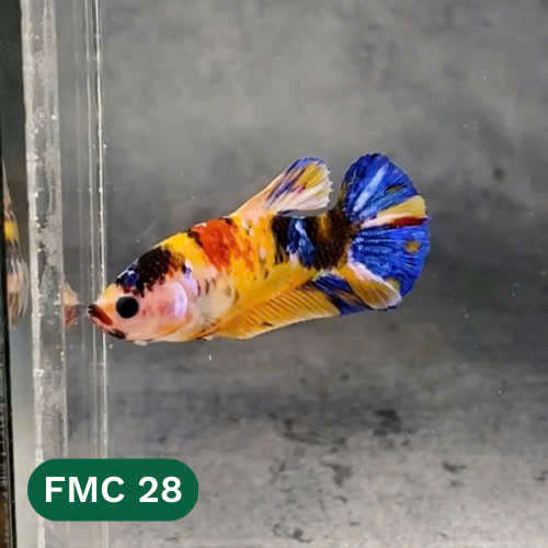 Multicolor Female Betta Fish | You Pick Fish | High Grade