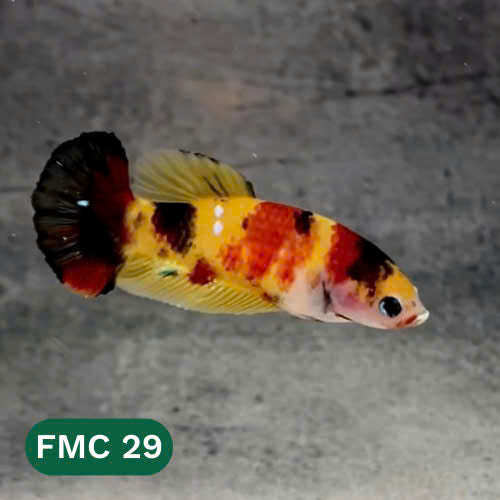 Multicolor Female Betta Fish | You Pick Fish  | High Grade