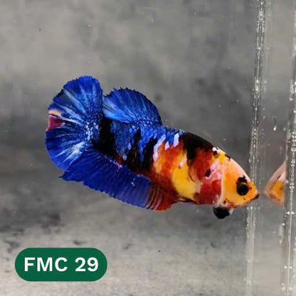 Multicolor Female Betta Fish | You Pick Fish | High Grade