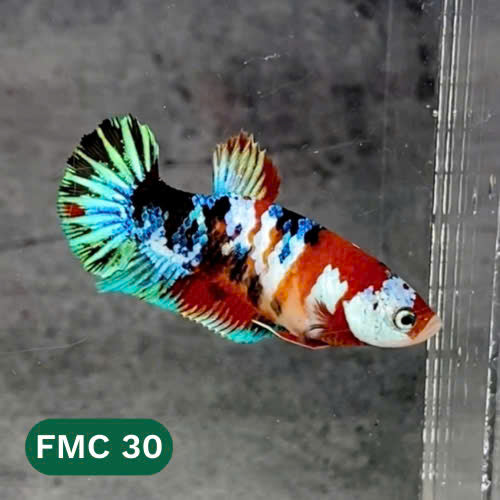 Multicolor Female Betta Fish | You Pick Fish  | High Grade