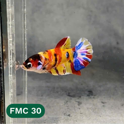 Multicolor Female Betta Fish | You Pick Fish | High Grade