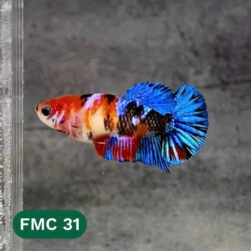 Multicolor Female Betta Fish | You Pick Fish  | High Grade