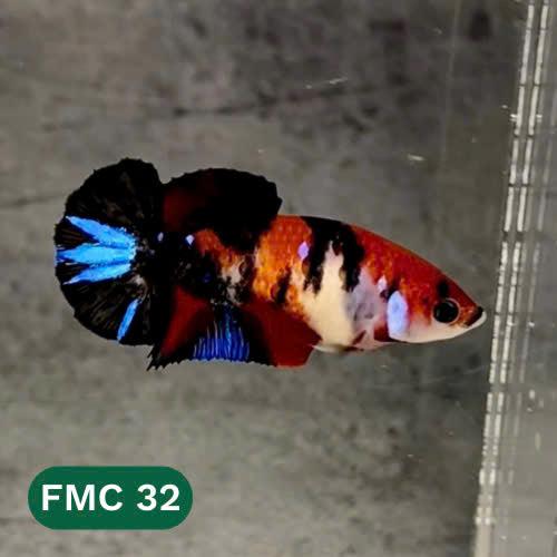 Multicolor Female Betta Fish | You Pick Fish  | High Grade