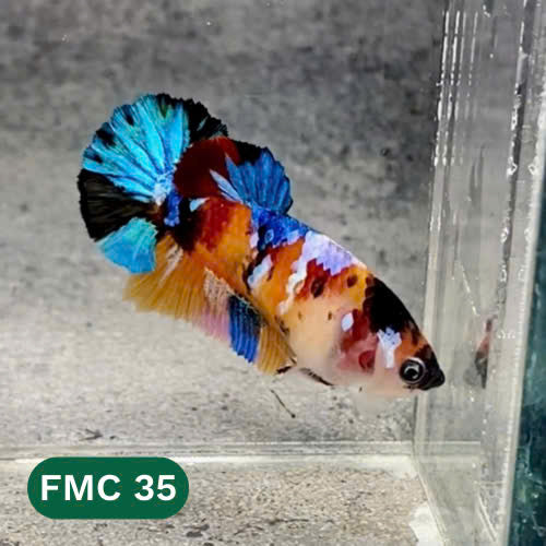 Multicolor Female Betta Fish | You Pick Fish  | High Grade