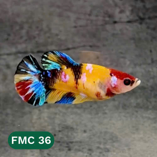 Multicolor Female Betta Fish | You Pick Fish  | High Grade