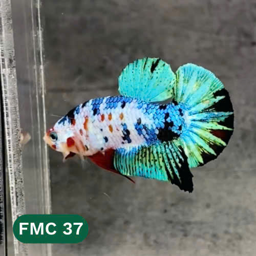 Multicolor Female Betta Fish | You Pick Fish  | High Grade