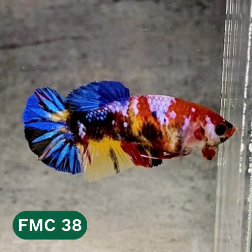 Multicolor Female Betta Fish | You Pick Fish  | High Grade