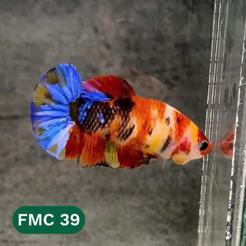 Multicolor Female Betta Fish | You Pick Fish  | High Grade