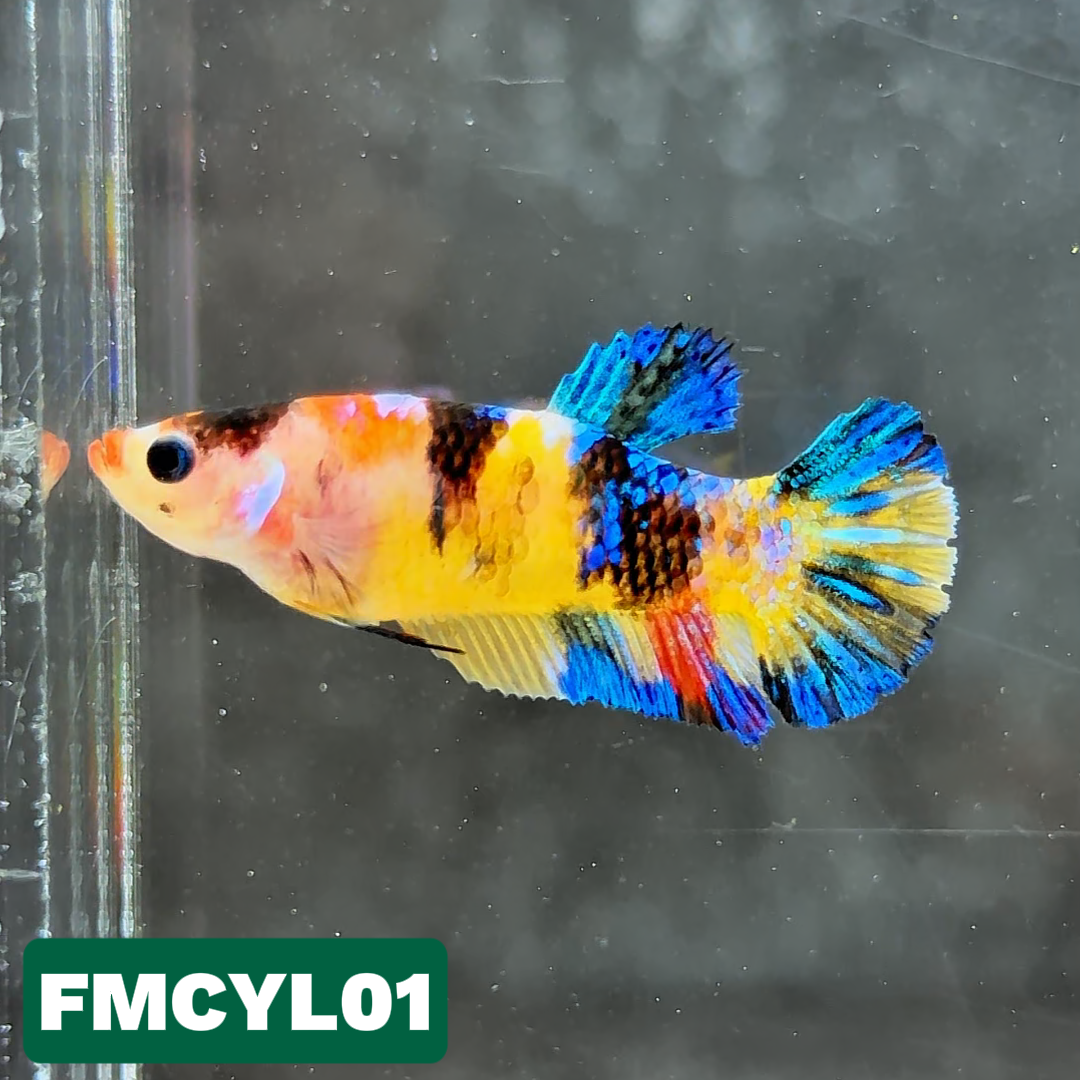 Multicolor Yellow Base Female Betta Fish | You Pick Fish  | High Grade