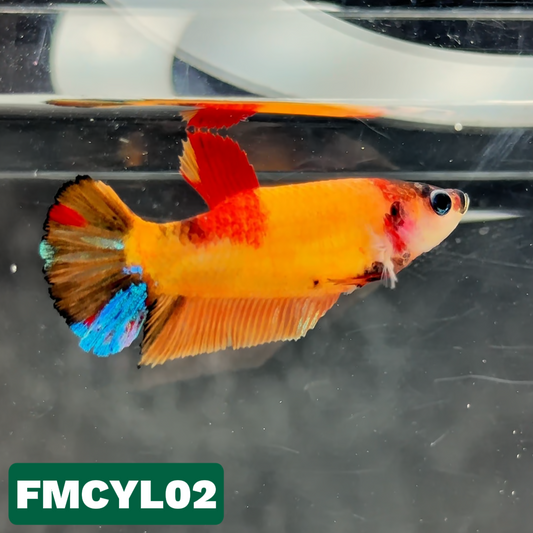 Multicolor Yellow Base Female Betta Fish | You Pick Fish  | High Grade