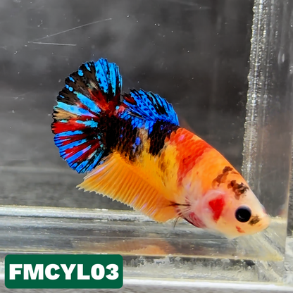 Multicolor Yellow Base Female Betta Fish | You Pick Fish  | High Grade