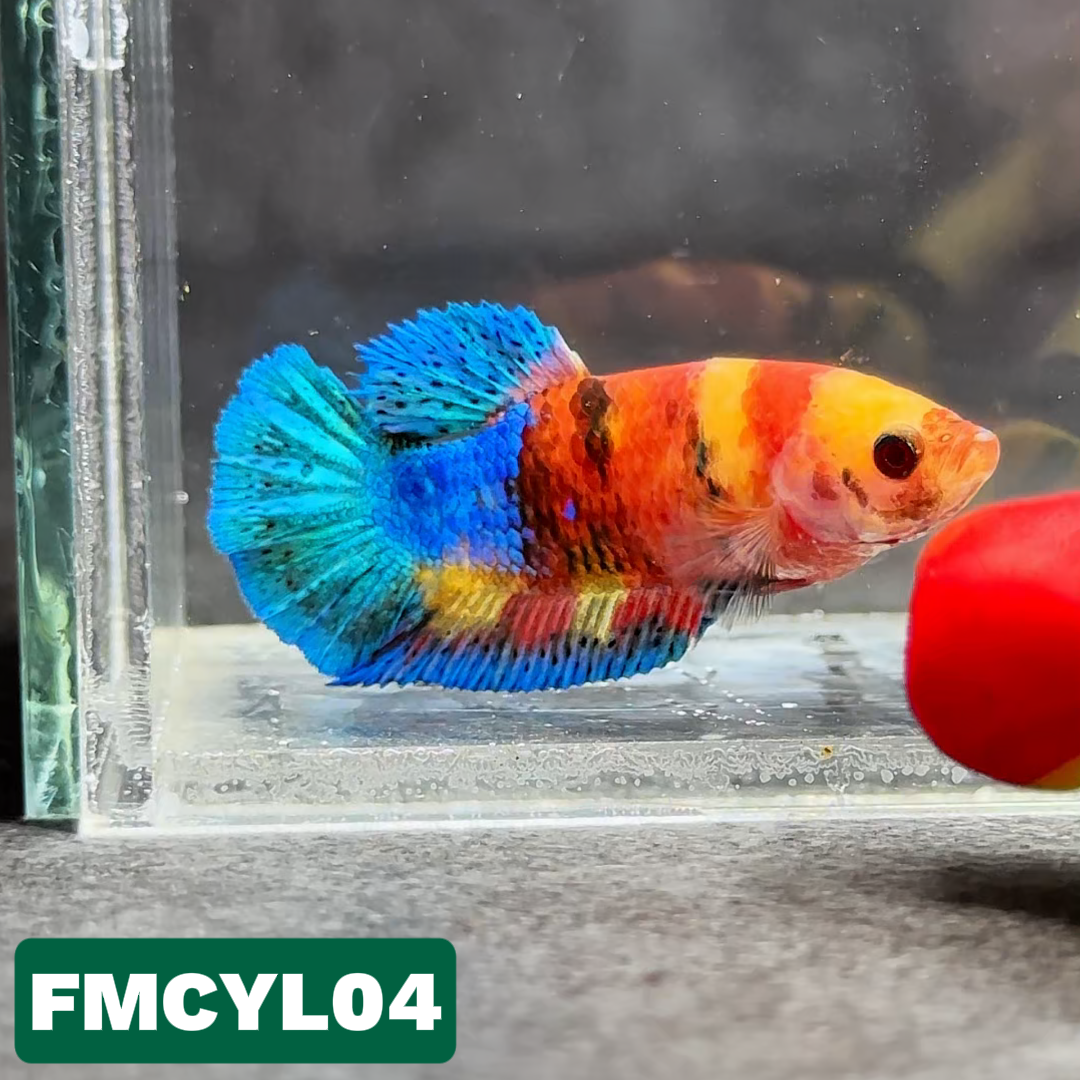 Multicolor Yellow Base Female Betta Fish | You Pick Fish  | High Grade