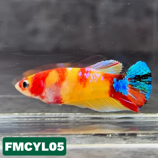 Multicolor Yellow Base Female Betta Fish | You Pick Fish  | High Grade