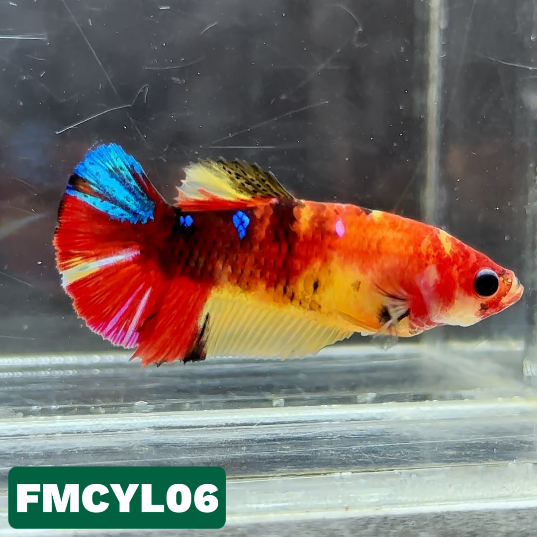 Multicolor Yellow Base Female Betta Fish | You Pick Fish  | High Grade