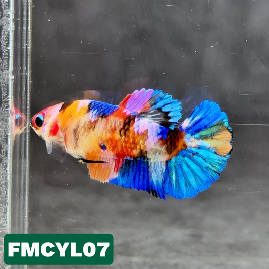 Multicolor Yellow Base Female Betta Fish | You Pick Fish  | High Grade