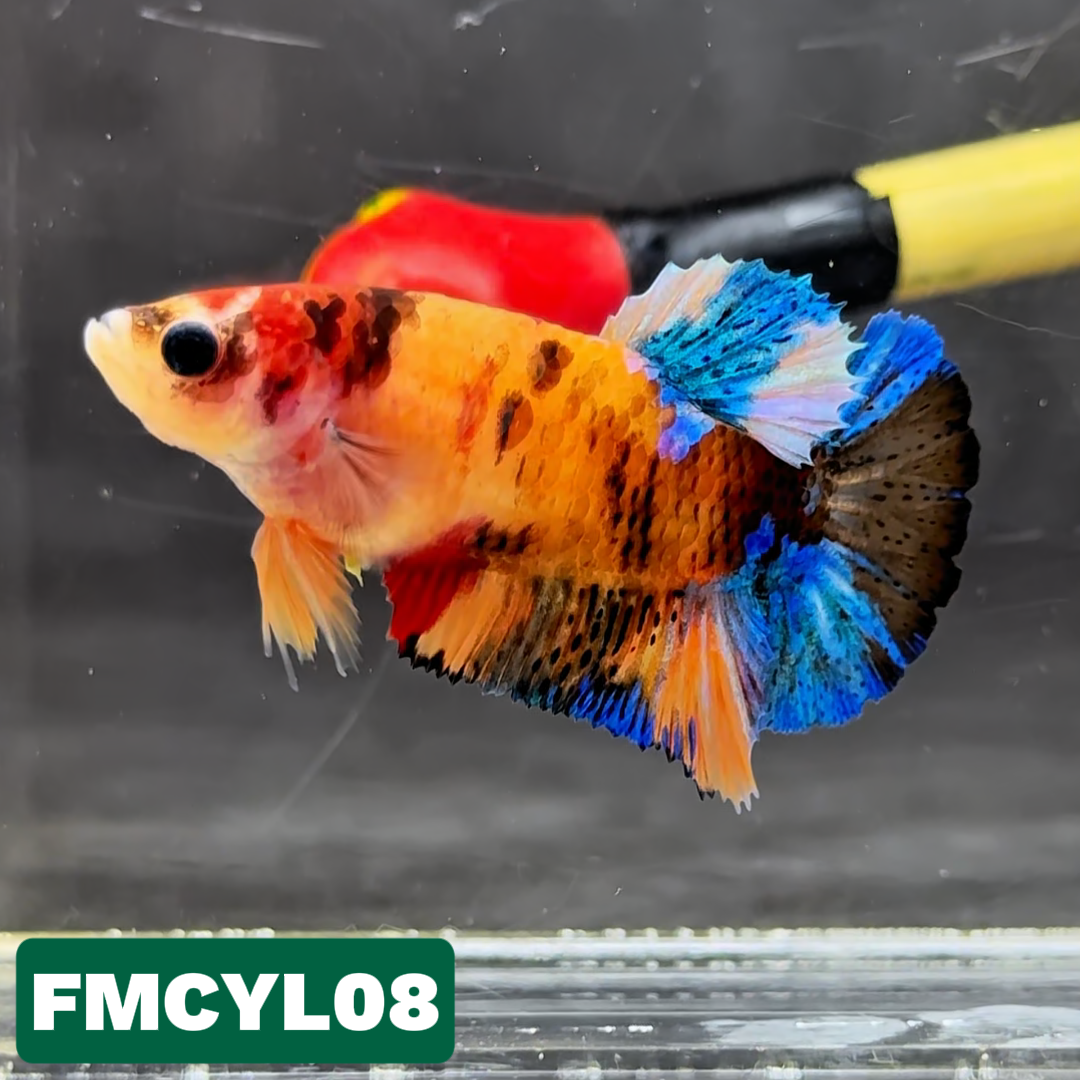 Multicolor Yellow Base Female Betta Fish | You Pick Fish  | High Grade