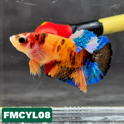 Multicolor Yellow Base Female Betta Fish | You Pick Fish  | High Grade