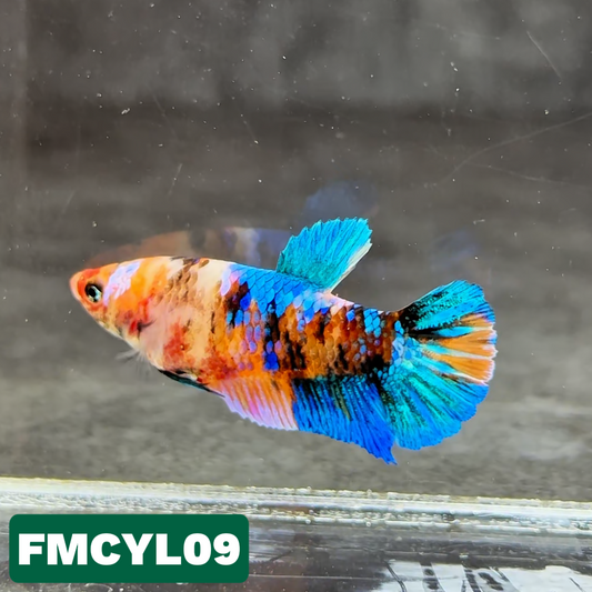 Multicolor Yellow Base Female Betta Fish | You Pick Fish  | High Grade