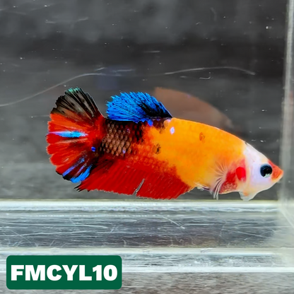 Multicolor Yellow Base Female Betta Fish | You Pick Fish  | High Grade