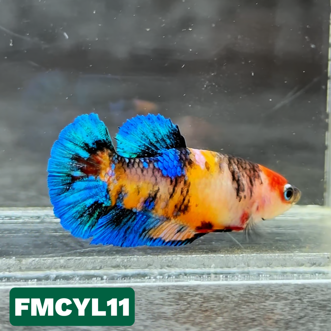 Multicolor Yellow Base Female Betta Fish | You Pick Fish  | High Grade