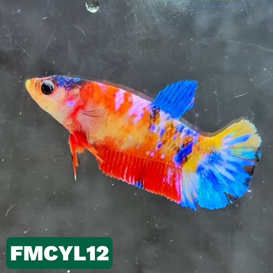 Multicolor Yellow Base Female Betta Fish | You Pick Fish  | High Grade