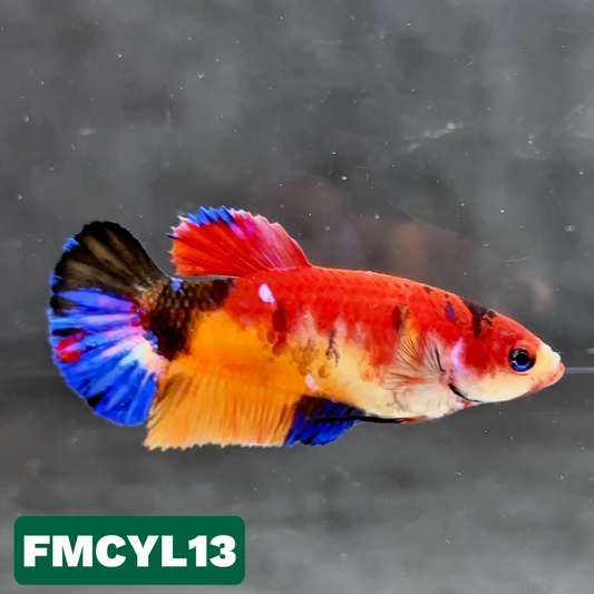 Multicolor Yellow Base Female Betta Fish | You Pick Fish  | High Grade