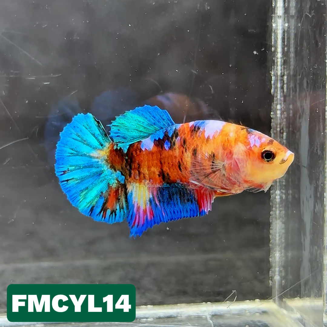 Multicolor Yellow Base Female Betta Fish | You Pick Fish  | High Grade