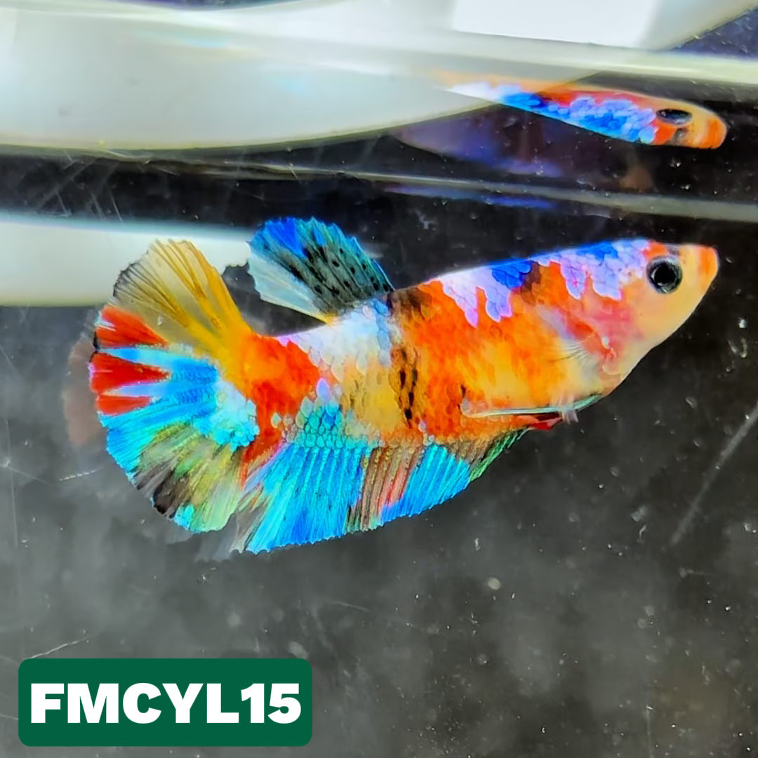 Multicolor Yellow Base Female Betta Fish | You Pick Fish  | High Grade