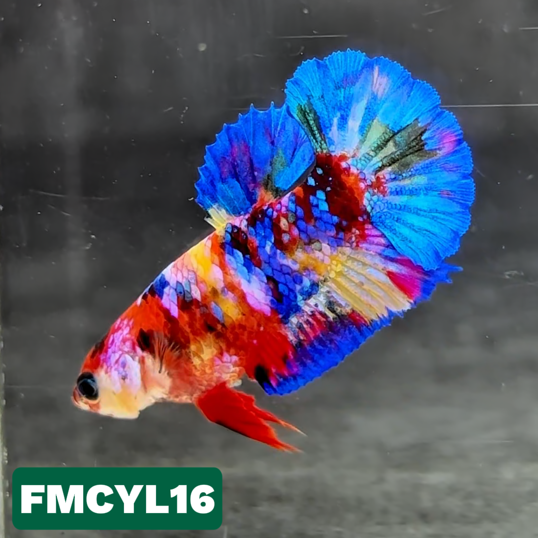 Multicolor Yellow Base Female Betta Fish | You Pick Fish  | High Grade