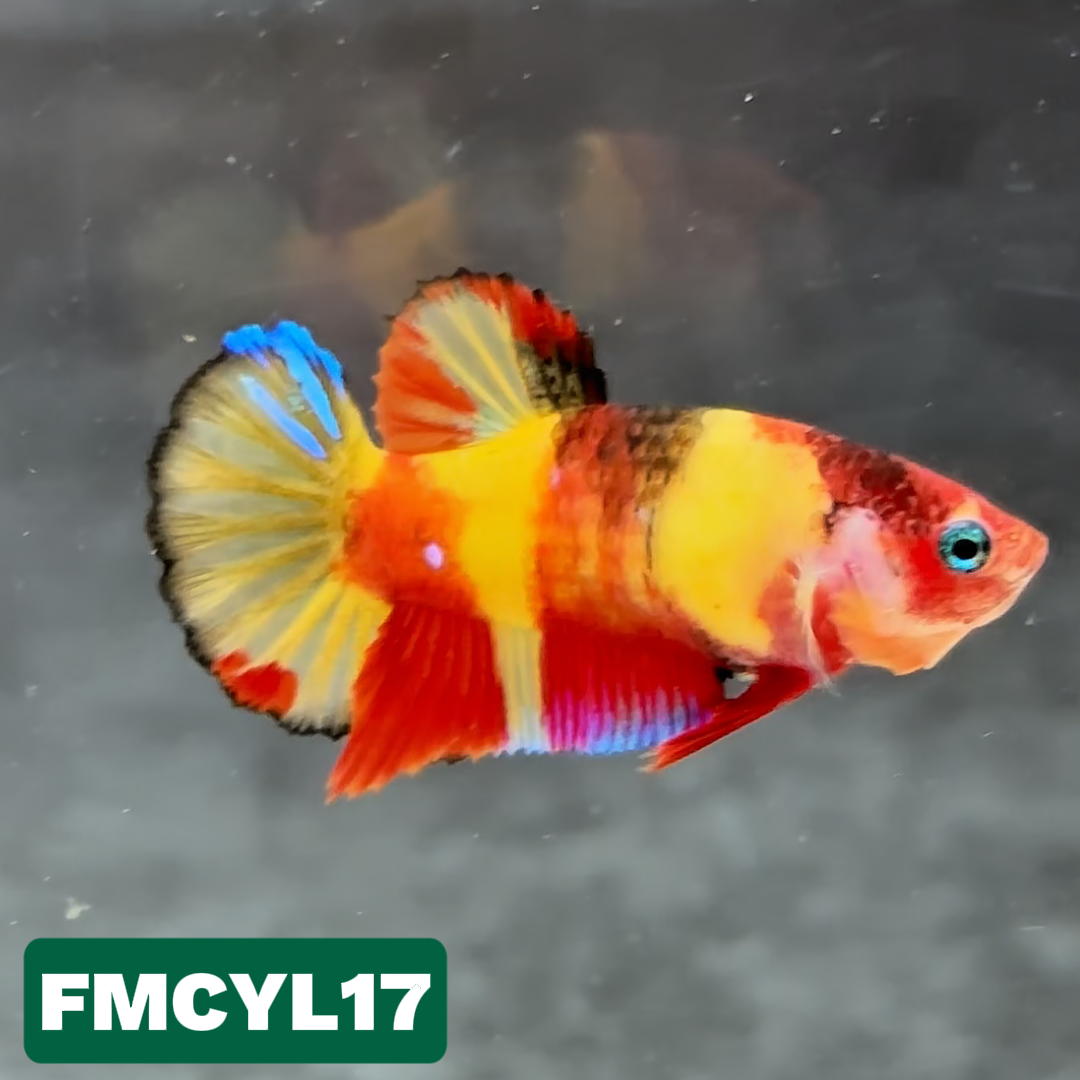 Multicolor Yellow Base Female Betta Fish | You Pick Fish  | High Grade