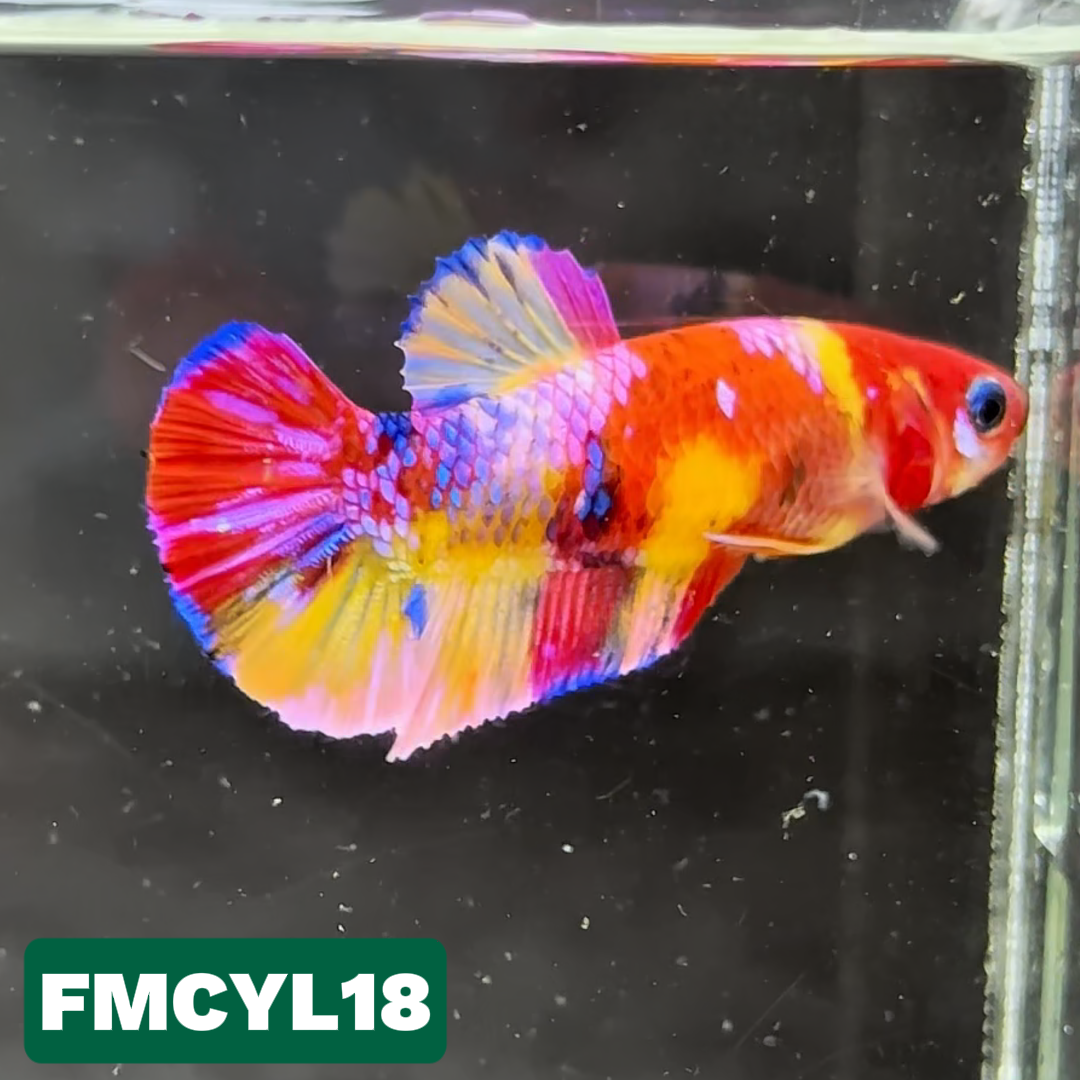 Multicolor Yellow Base Female Betta Fish | You Pick Fish  | High Grade