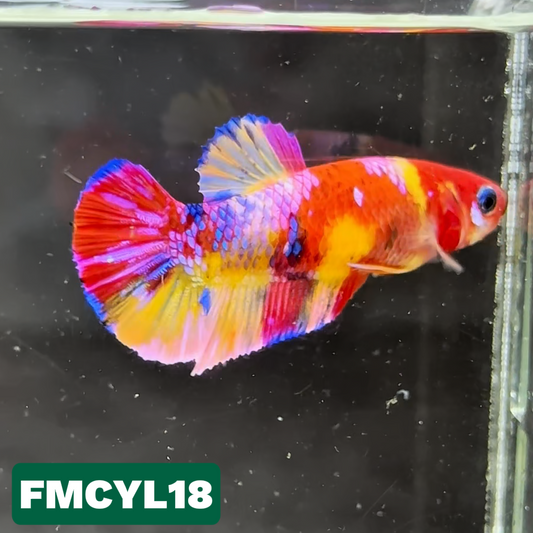 Multicolor Yellow Base Female Betta Fish | You Pick Fish  | High Grade