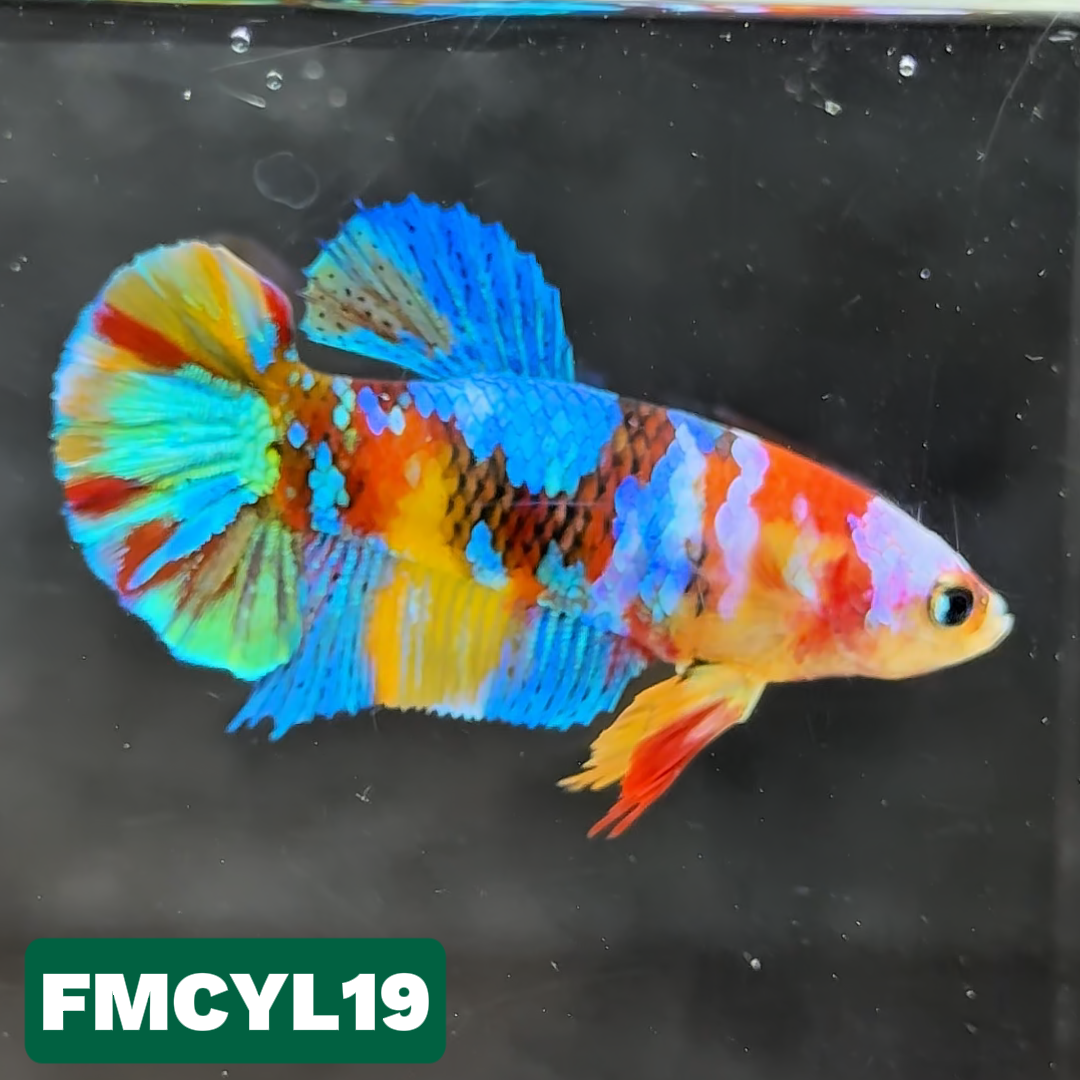 Multicolor Yellow Base Female Betta Fish | You Pick Fish  | High Grade