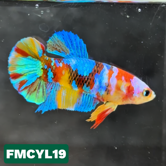 Multicolor Yellow Base Female Betta Fish | You Pick Fish  | High Grade