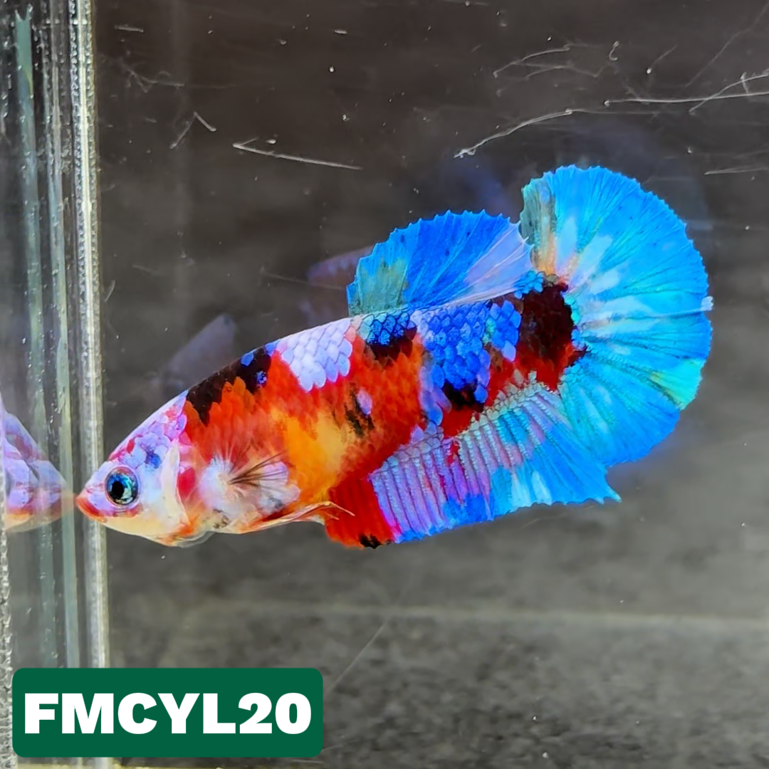 Multicolor Yellow Base Female Betta Fish | You Pick Fish  | High Grade