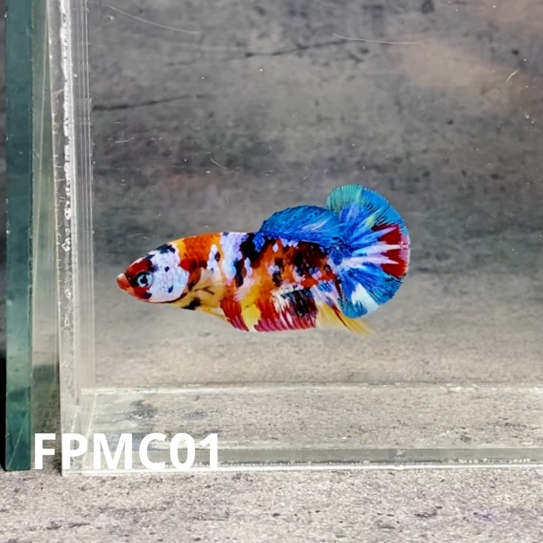 Multicolor Female Betta Fish | You Pick Fish  | High Grade