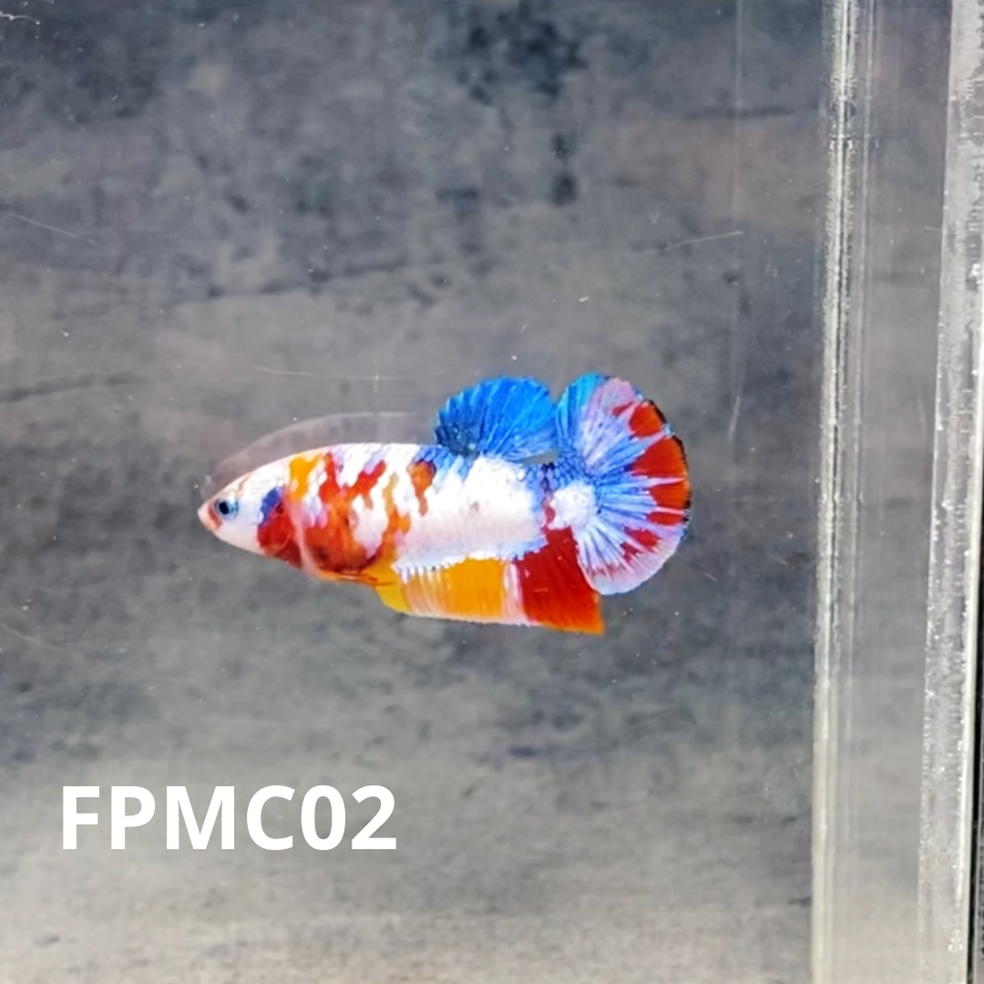 Multicolor Female Betta Fish | You Pick Fish  | High Grade