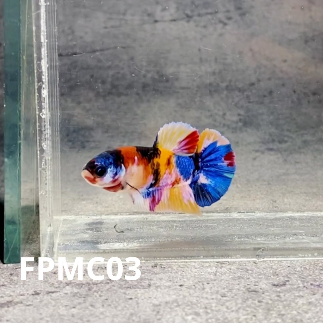 Multicolor Female Betta Fish | You Pick Fish  | High Grade