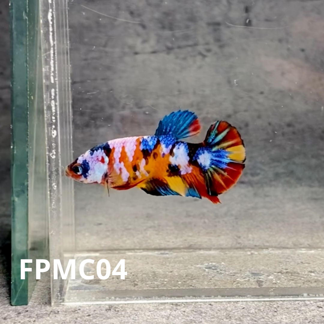 Multicolor Female Betta Fish | You Pick Fish  | High Grade