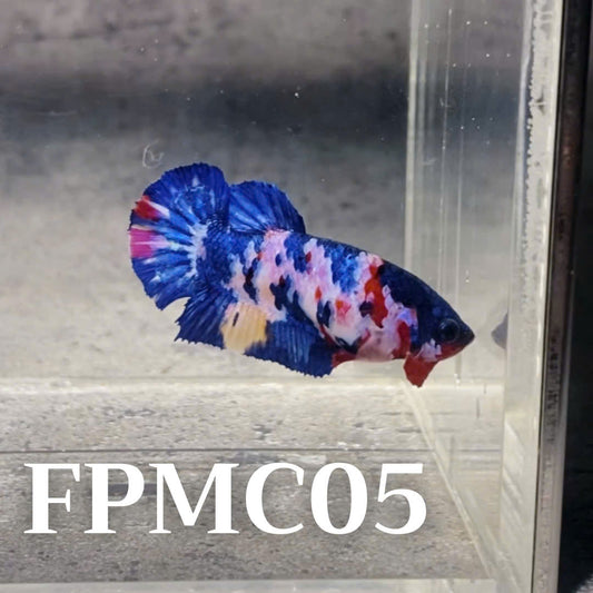 Multicolor Female Betta Fish | You Pick Fish  | High Grade