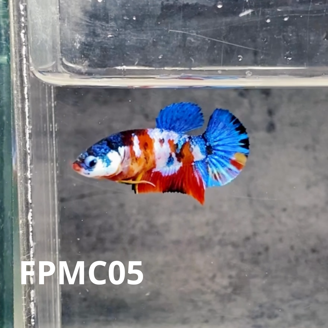 Multicolor Female Betta Fish | You Pick Fish  | High Grade