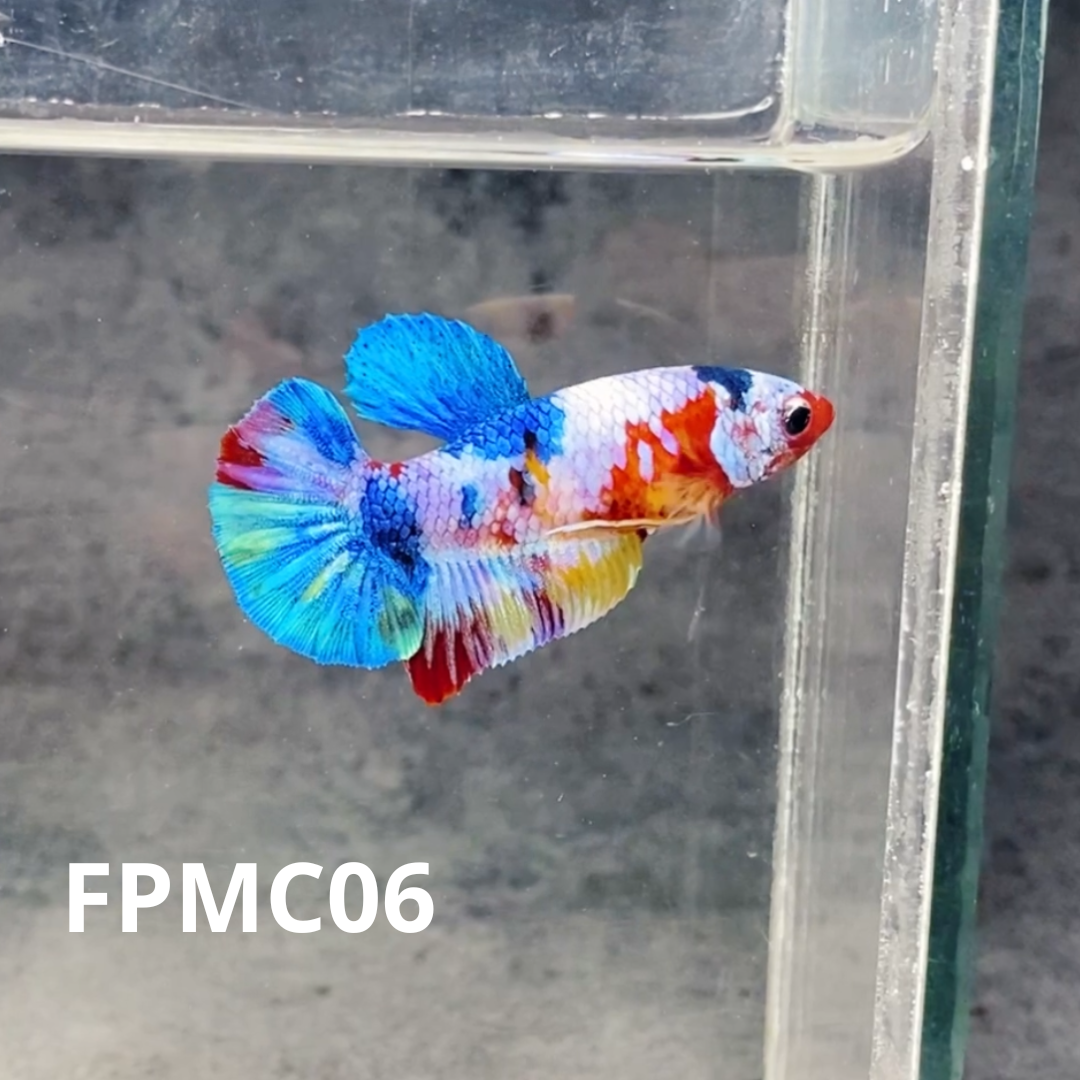 Multicolor Female Betta Fish | You Pick Fish  | High Grade