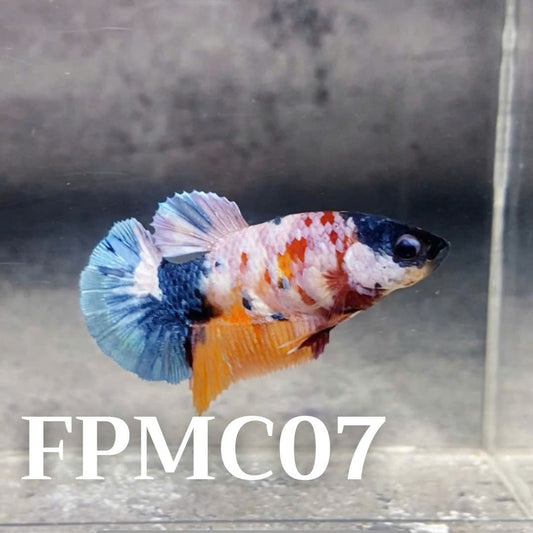 Multicolor Female Betta Fish | You Pick Fish  | High Grade